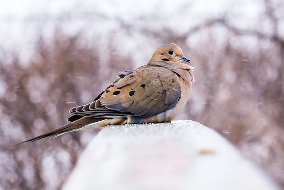 Mourning Dove in April Blizzard