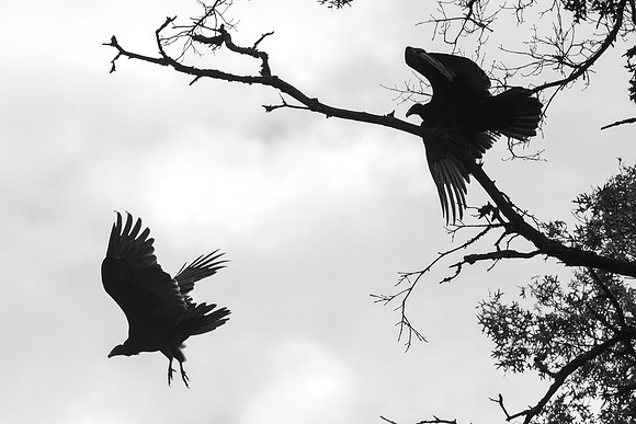Vultures Descending