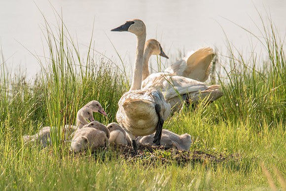 Swan Family