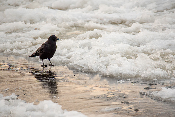 Thin Ice
