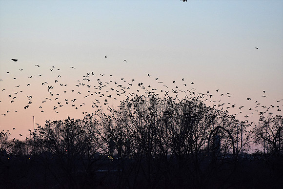 Mass Exodus