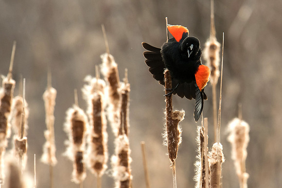Red-Winged Blackbird