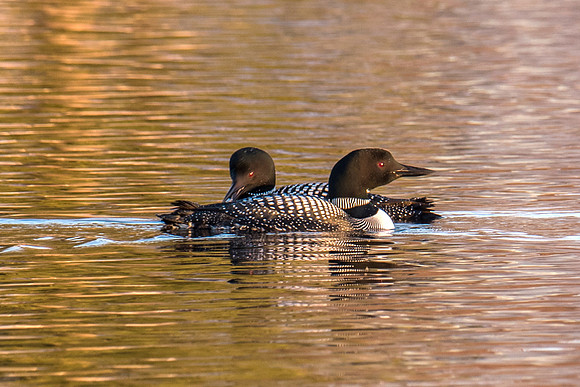 Loons in Love