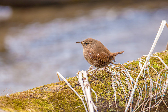 Winter Wren