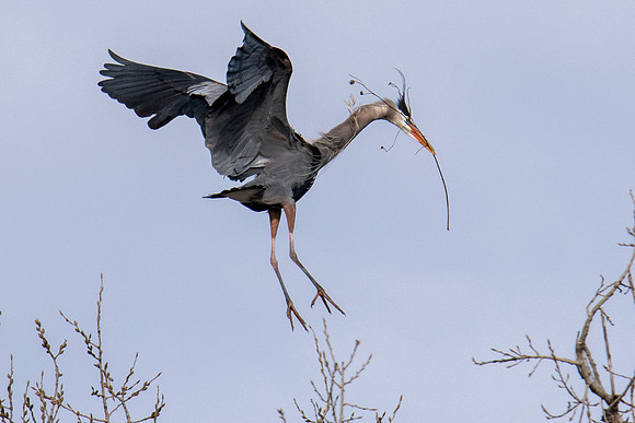 Heron Landing