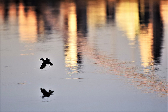 Shorebird with Lowry Bridge and Downtown Reflection
