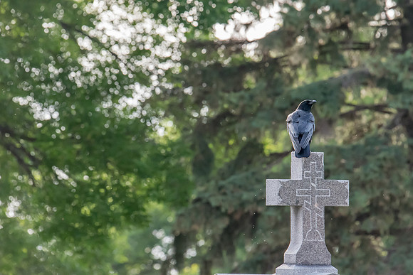 Orthodox perch