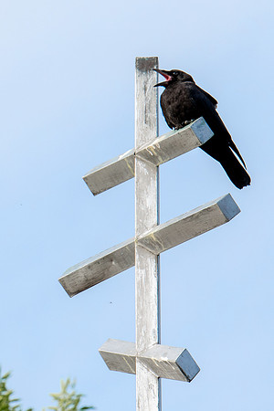 Young crow begging on orthodox cross