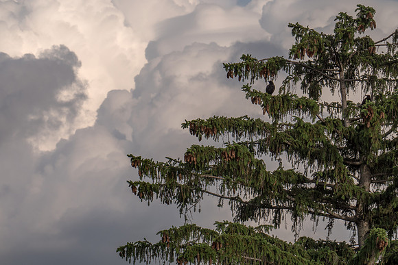 Two crows and clouds