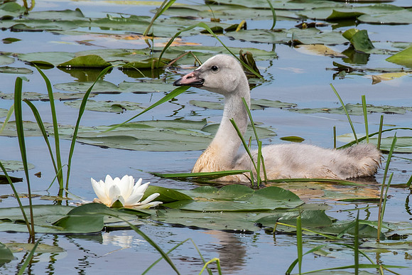 Cygnet and Water Lily