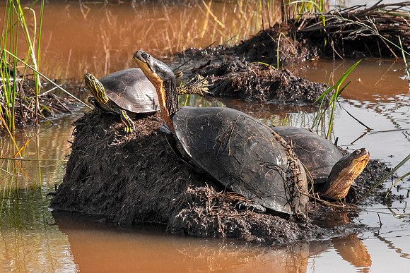 Three turtles chilling