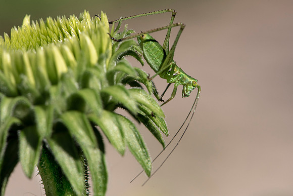 Grasshopper looking down