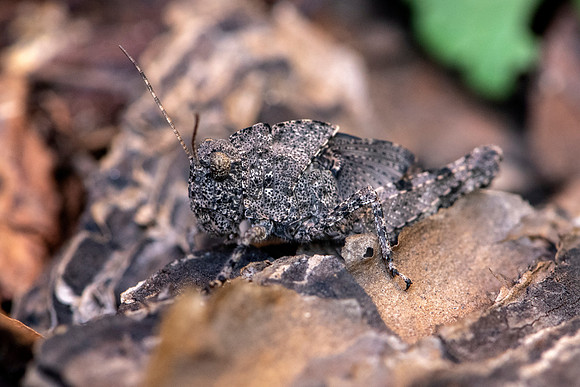 Camouflage