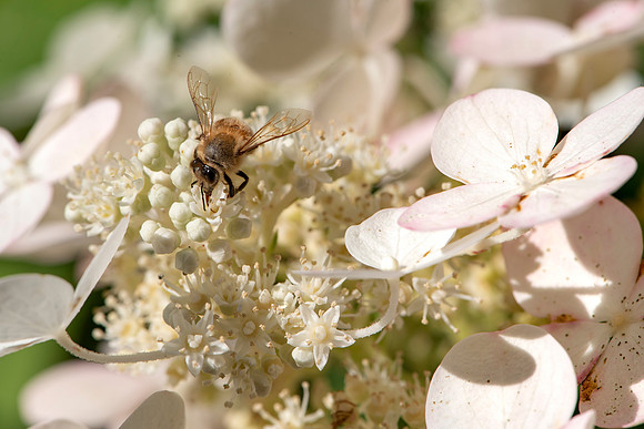 Bee on Hydrangea
