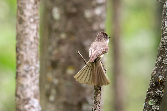 Eastern Phoebe