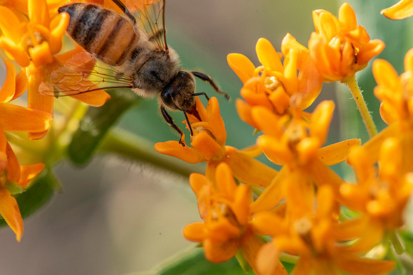 Bee on butterfly weed