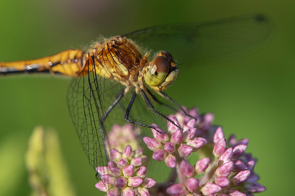 Dragonfly at Silverwood Park