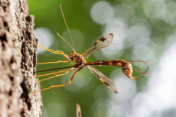 Ichneumon wasp