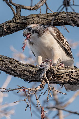 Red-tailed hawk dining on a pigeon