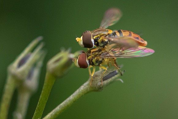 Beeflies mating