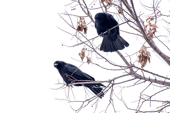 Two Crows