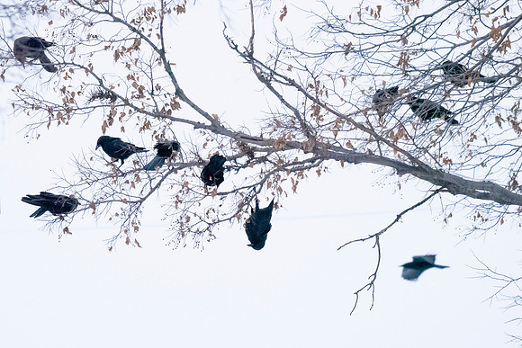 Hangin'