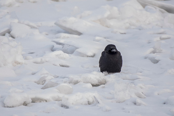 Snow Crow