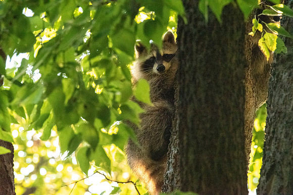 Youngster 2
