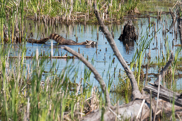 Swimming Racoon
