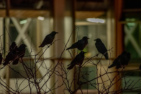 Good night, crows