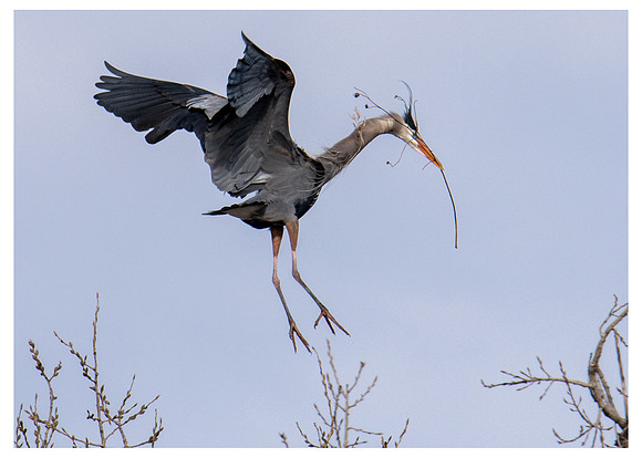 Descending Heron