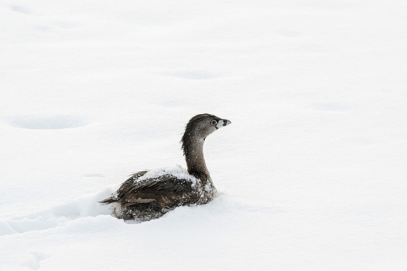Grounded Grebe