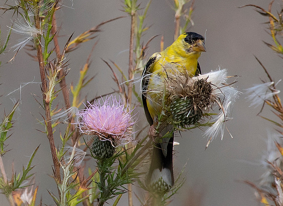 Goldfinch and Thistle