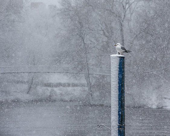 Snowgull