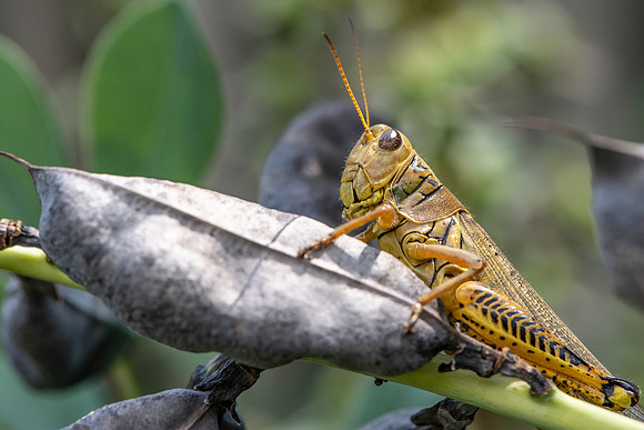 Grasshopper on False Blue Indigo