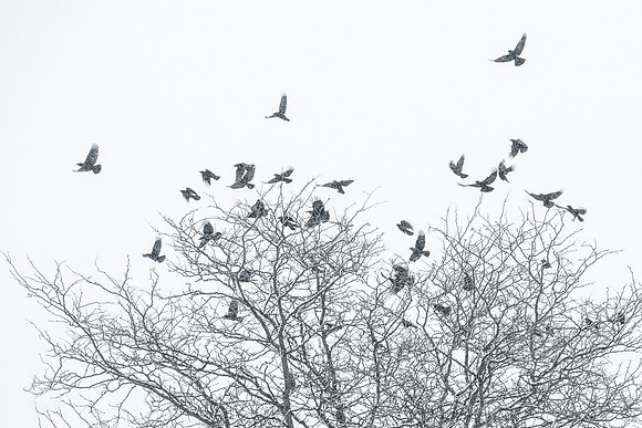 Crows in Snow