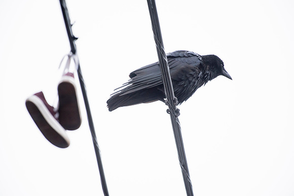 Crow and Shoes