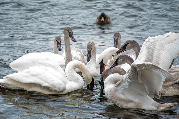 Family Portrait, Mallard Photobomb