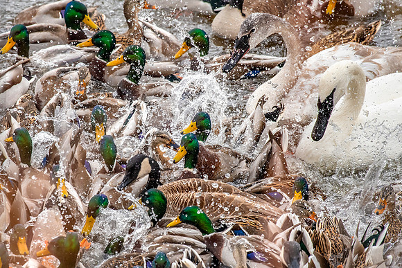 Feeding Time at Swan Park