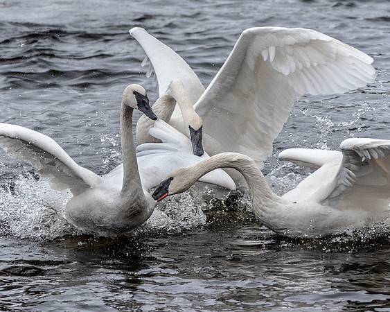 Squabble