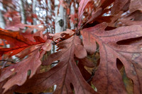 Oak and Birch
