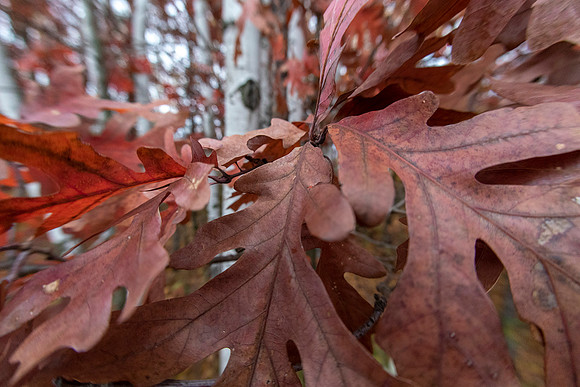 Oak and Birch