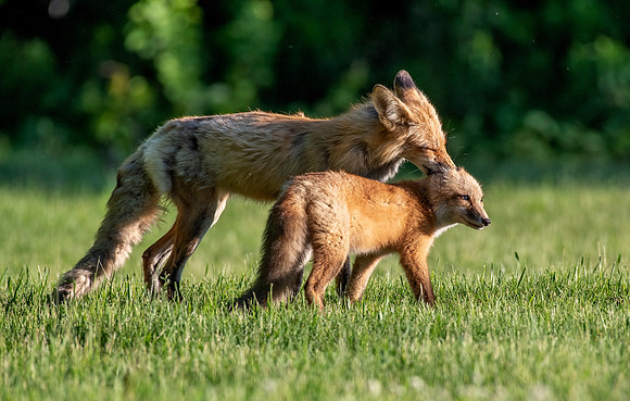 Grooming
