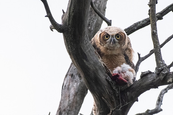 Oldest Owlet with Rabbit