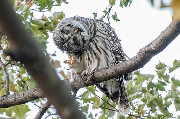 Polk St. Barred Owl 7