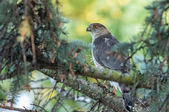 Coopers Hawk St. Mary's Cemetery