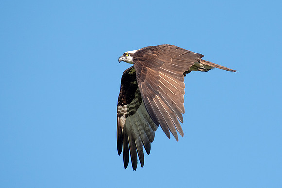 Osprey 1 - parent (female?)