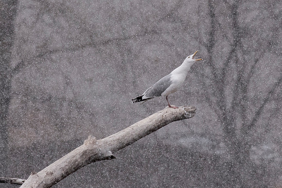 Snowgull April 2020