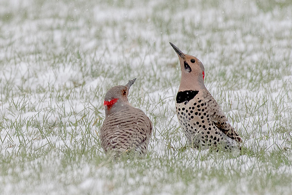 Flicker Pair Mating Dance
