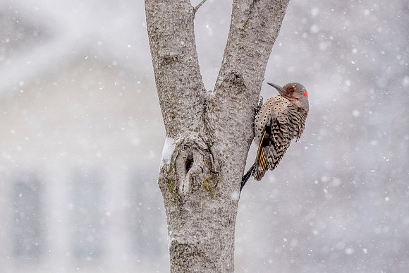 Flicker on Tree in April Snow